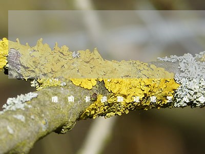 信用卡逾期征信怎么撤销 信用卡逾期征信怎么撤销