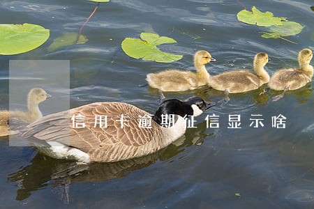 信用卡逾期征信显示啥