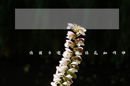 信用卡逾期征信花如何修复 信用卡逾期征信花如何修复