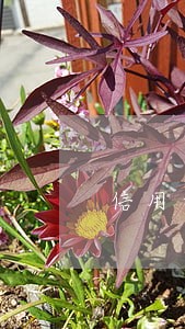 信用卡逾期征信被影响怎么办 信用卡逾期征信被影响怎么办