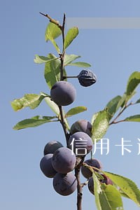 信用卡逾期征信记录好消除吗