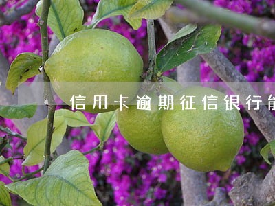 信用卡逾期征信银行能贷到款吗 信用卡逾期征信银行能贷到款吗