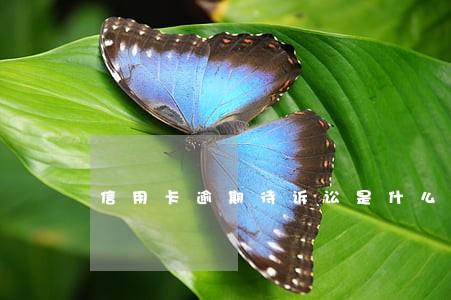 信用卡逾期待诉讼是什么意思 信用卡逾期待诉讼是什么意思