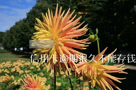 信用卡逾期很久不能存钱了 信用卡逾期很久不能存钱了