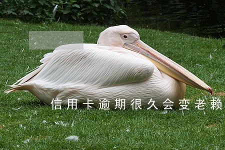 信用卡逾期很久会变老赖吗 信用卡逾期很久会变老赖吗