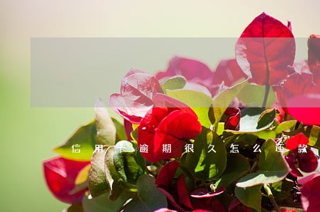 信用卡逾期很久怎么还款 信用卡逾期很久怎么还款