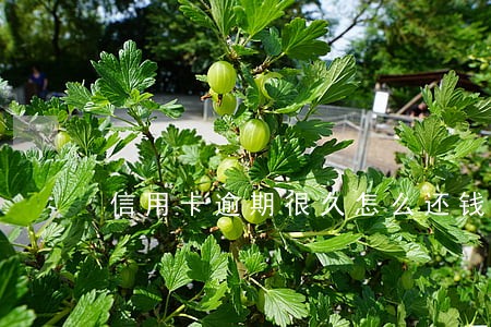 信用卡逾期很久怎么还钱 信用卡逾期很久怎么还钱