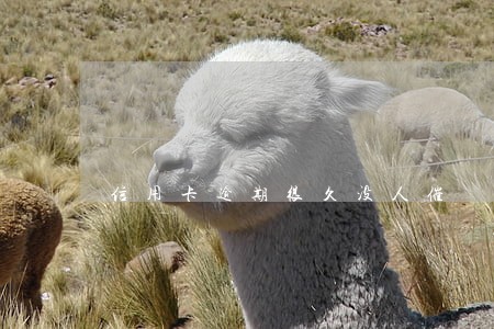 信用卡逾期很久没人催 信用卡逾期很久没人催