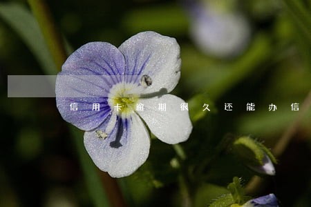信用卡逾期很久还能办信用卡吗