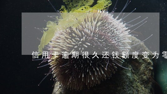 信用卡逾期很久还钱额度变为零 信用卡逾期很久还钱额度变为零