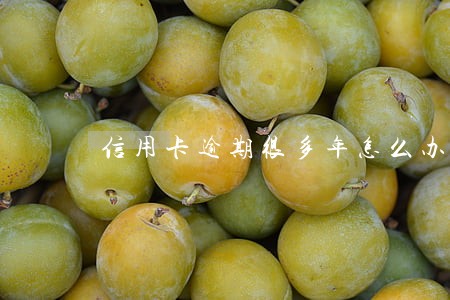 信用卡逾期很多年怎么办 信用卡逾期很多年怎么办