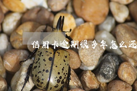 信用卡逾期很多年怎么还款 信用卡逾期很多年怎么还款