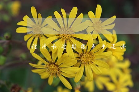 信用卡逾期很多年还清 信用卡逾期很多年还清