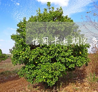 信用卡逾期很多次可以办房贷吗 信用卡逾期很多次可以办房贷吗