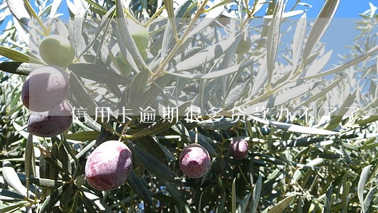 信用卡逾期很多贷款办不了了 信用卡逾期很多贷款办不了了