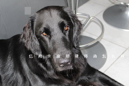 信用卡逾期律师函怎么避免起诉 信用卡逾期律师函怎么避免起诉