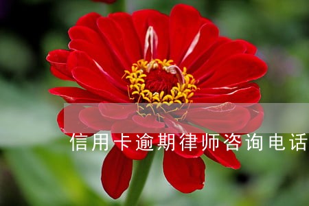 信用卡逾期律师咨询电话 信用卡逾期律师咨询电话