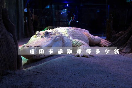 信用卡逾期律师多少钱 信用卡逾期律师多少钱