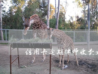 信用卡逾期律师收费是多少 信用卡逾期律师收费是多少