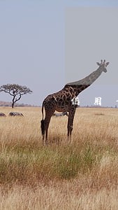 信用卡逾期律师能协商 信用卡逾期律师能协商
