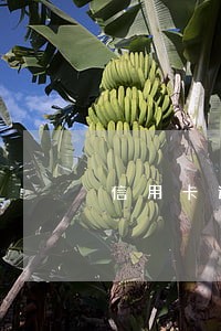 信用卡逾期律师警察上门