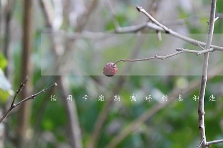 信用卡逾期循环利息和违约金
