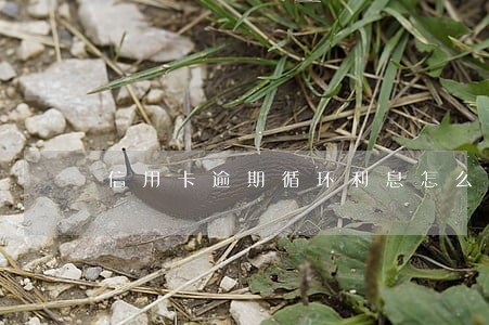 信用卡逾期循环利息怎么算