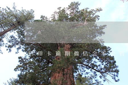 信用卡逾期微信会不会暂停使用 信用卡逾期微信会不会暂停使用