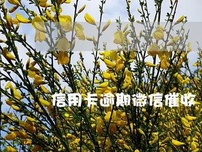 信用卡逾期微信催收 信用卡逾期微信催收