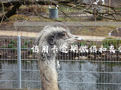 信用卡逾期微信和支付宝被冻结 信用卡逾期微信和支付宝被冻结