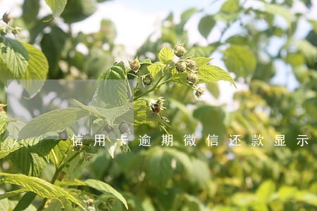 信用卡逾期微信还款显示异常