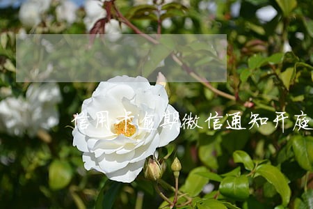 信用卡逾期微信通知开庭 信用卡逾期微信通知开庭