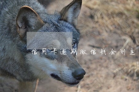 信用卡逾期微信钱会划走吗 信用卡逾期微信钱会划走吗