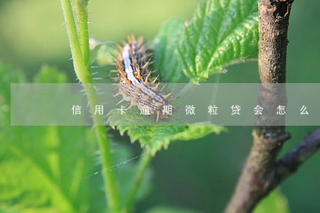 信用卡逾期微粒贷会怎么样 信用卡逾期微粒贷会怎么样