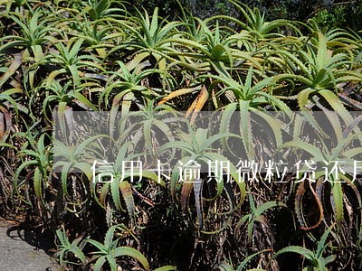 信用卡逾期微粒贷还用得起吗 信用卡逾期微粒贷还用得起吗