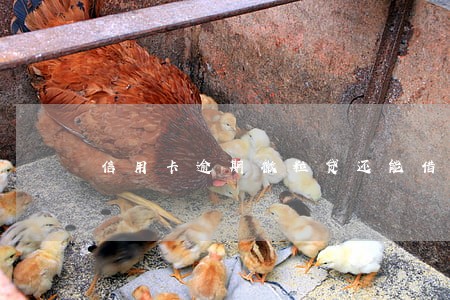 信用卡逾期微粒贷还能借吗 信用卡逾期微粒贷还能借吗