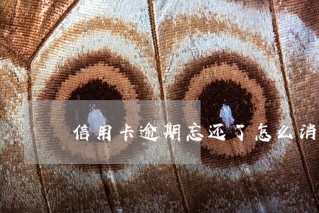信用卡逾期忘还了怎么消除 信用卡逾期忘还了怎么消除