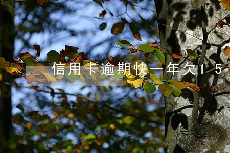 信用卡逾期快一年欠15000 信用卡逾期快一年欠15000