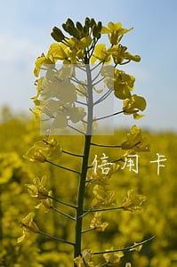 信用卡逾期快半年了 信用卡逾期快半年了