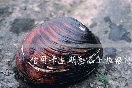 信用卡逾期怎么上报银行
