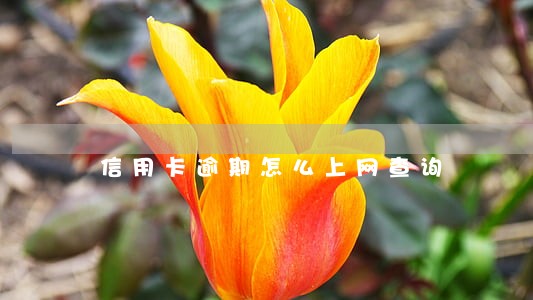 信用卡逾期怎么上网查询 信用卡逾期怎么上网查询