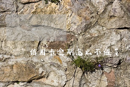 信用卡逾期怎么不催了 信用卡逾期怎么不催了