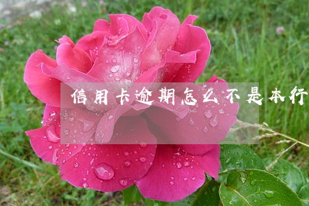 信用卡逾期怎么不是本行电话催款