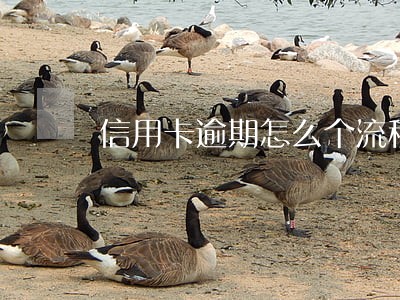 信用卡逾期怎么个流程 信用卡逾期怎么个流程