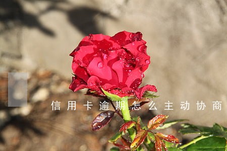 信用卡逾期怎么主动协商 信用卡逾期怎么主动协商