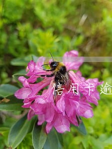 信用卡逾期怎么优先还房贷 信用卡逾期怎么优先还房贷