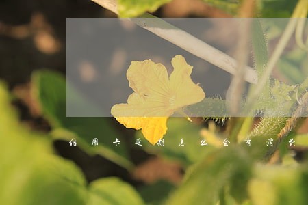 信用卡逾期怎么会有消费记录 信用卡逾期怎么会有消费记录