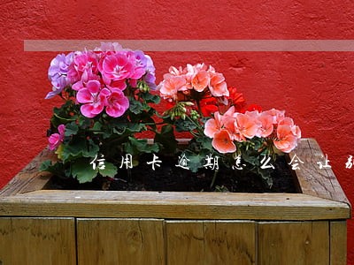 信用卡逾期怎么会让别人知道 信用卡逾期怎么会让别人知道