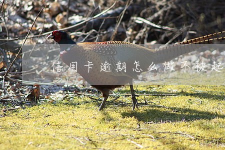信用卡逾期怎么做不被起诉 信用卡逾期怎么做不被起诉