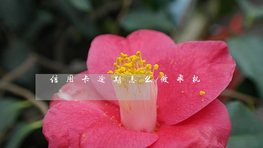 信用卡逾期怎么做飞机 信用卡逾期怎么做飞机
